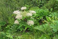 Heracleum nepalense